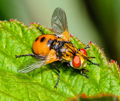Flies (Diptera) of Alberta
