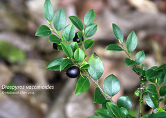 Diospyros vaccinoides (Ebenaceae)