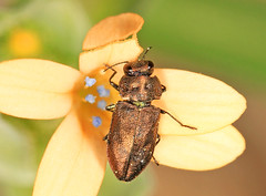 Buprestidae - Metallic Wood-boring Beetles