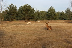 Hirsche in der Schönower Heide 2015