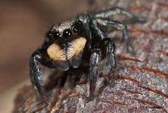   Jumping spiders