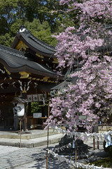 (Kyoto) Imamiya-jinja 今宮神社