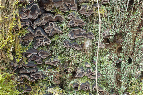 Хондростереум пурпурный (Chondrostereum purpureum) Автор: Amadej Trnkoczy (Slovenija)