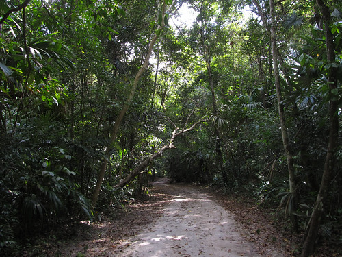 Tikal et sa jungle