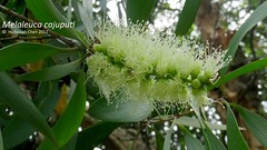 Melaleuca cajuputi (Myrtaceae)