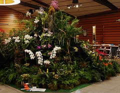 NOS 34th Annual Show 2016, Rainbow of Orchids