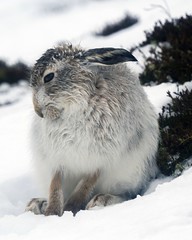 Mountain Hares 2016