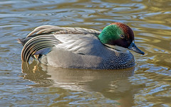 Falcated Teal