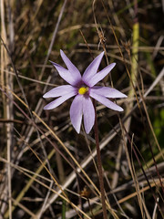 Pinguicula (Butterwort) species