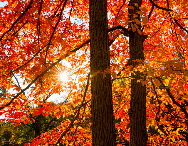 Fall, Morton Arboretum
