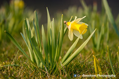 Baby Daffodil