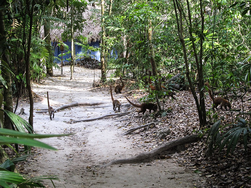 Tikal et ses pizotes