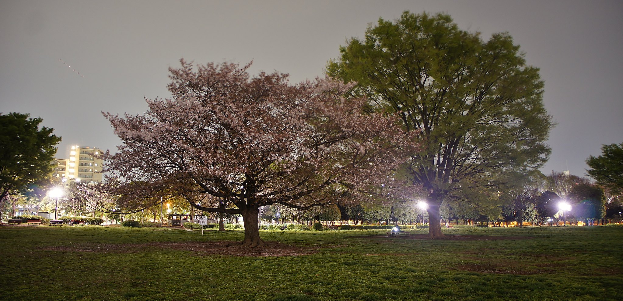 Kiba Park Cherry Blossom Illumination
