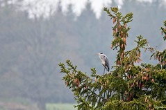 Oiseaux d'Ardenne