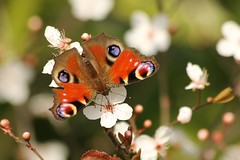 Papillons et Fleurs