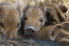 Wildschweine , boar