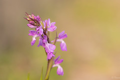 Orchis Laxiflora