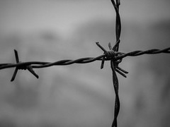 L'album de la mémoire - Auschwitz Birkenau -