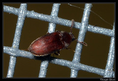 Coleoptera/Throscidae