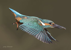 kingfishers