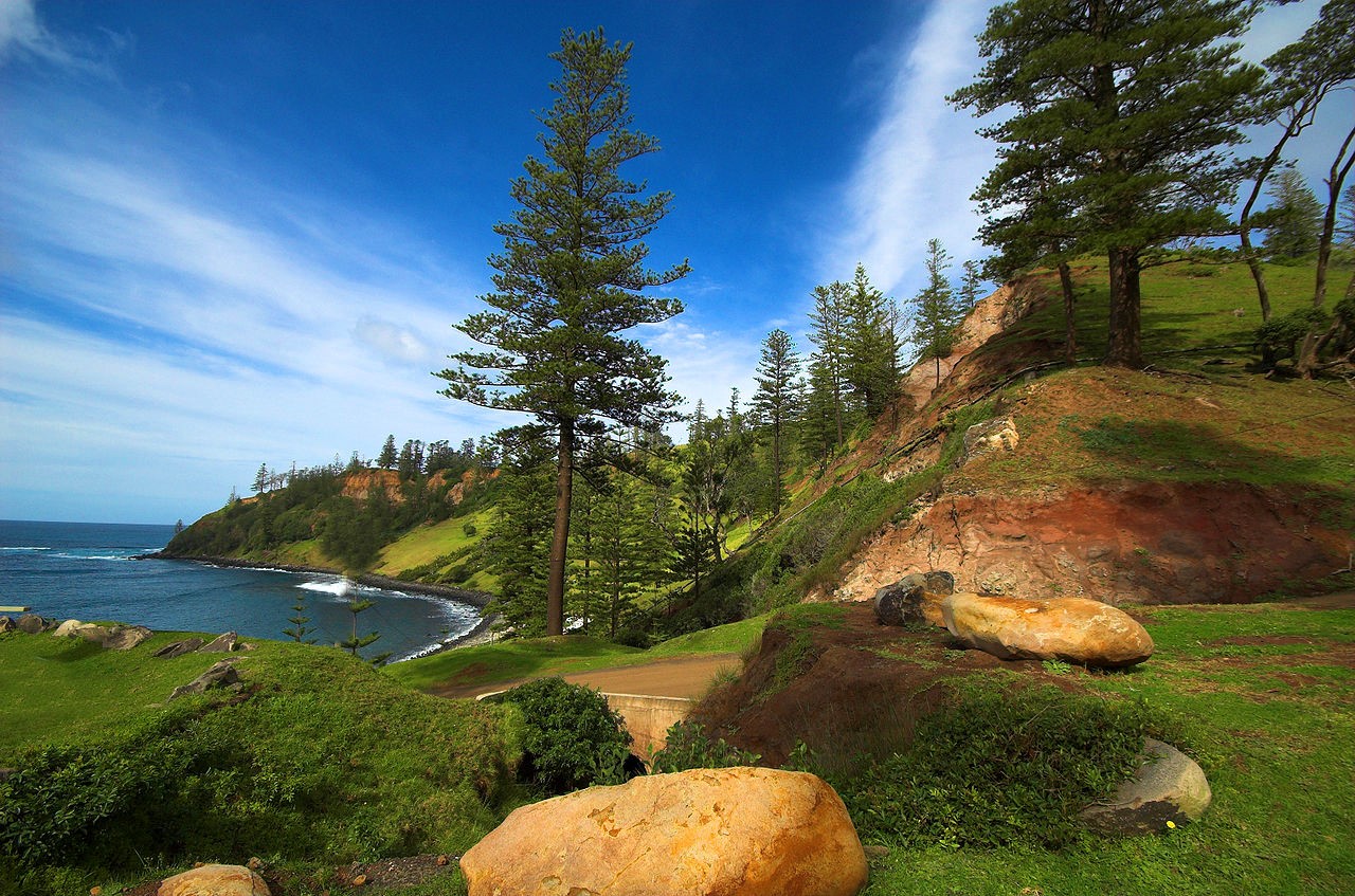 Norfolk Island pines. Image credit thinboyfatter