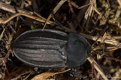Coleoptera: Silphidae of Finland