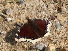 Papillons lépidoptères, Nymphalidae, sous-familles nymphalinae et heliconiinaeFamille 