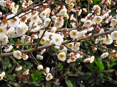 Flowering Apricot Tree