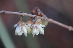 Chimonanthus praecox - Chinesische Winterblüte