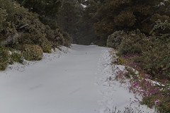 Nieva en La Cumbre de Gran Canaria Febrero 2016 (Carretera La Cumbre - Cazadores)