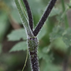 Chaerophyllum temulum, Hecken-Kälberkropf, Taumel-Kälberkropf (Rabeninsel)