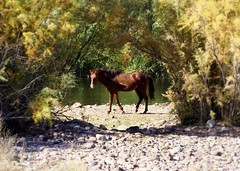 Horses Of AZ.