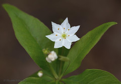 Flore Québécoise