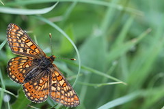 Dorset Butterflies