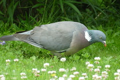 Common Wood Pigeon (Columba palumbus) feeding on the lawn ...