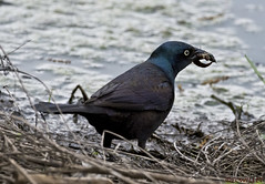 black birds