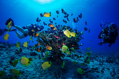 Hawaii Diving 2018
