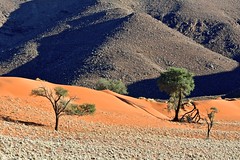 Tok Tokkie Trails (Namibie)