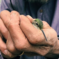 banding hummingbirds, 6/3/18
