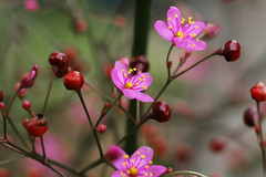 Talinaceae  ハゼラン科