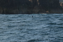 orca in caithness