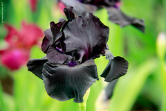 Iris 'Black Suited'