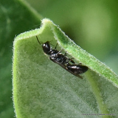 Pemphredon, aphid wasp