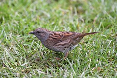 Dunnocks or hedge sparrow.