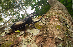Borneo: Scarabaeidae