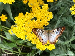 Molbak Butterfly Garden