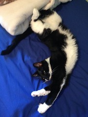 Ai Ai the cat yoga master