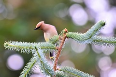 Waxwings (Family Bombycillidae)