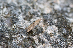 Epermeniidae