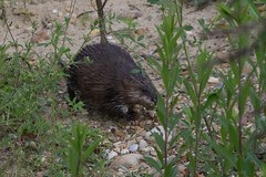 Rat musqué (Ondatra zibethicus)